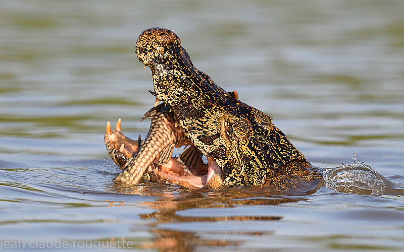  - Pantanal 2018 Porto Jofré