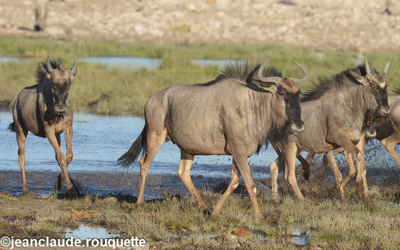 Blue wildebeests - Etosha N.P.(Namibia 2013)