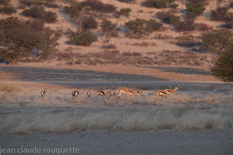  - Kgalagadi transfrontier park (2017)