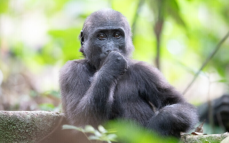 Baby gorilla three years old - Loango national park (Gabon 2024)