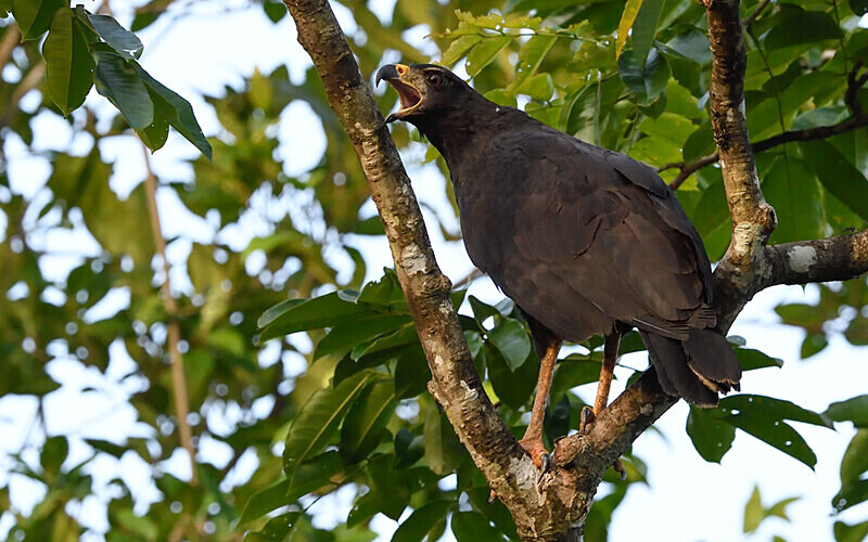 Great Black Hawk - Pacaya Samiria Pérou 2022