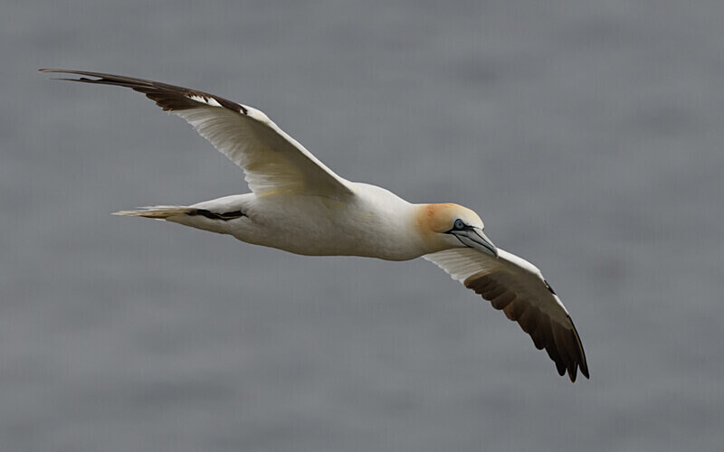 Noss Island - Shetlands and Cairngorn national park (Scotland)