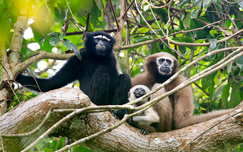 Gibbon couple with baby - Hollongapar wildlife sanctuary North East India 2025