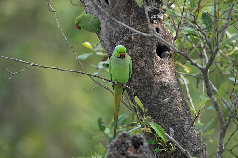 Rose-ringed Parakeet - Sundarban National Park North East India February 2025