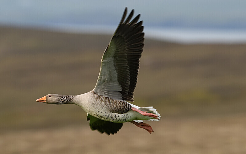 Oie Cendré - Shetlands and Cairngorn national park (Scotland)