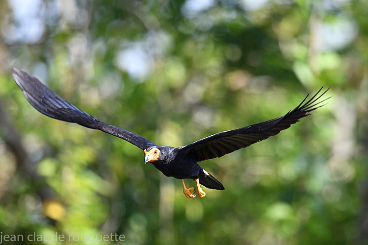 Greater Yellow-headed Vulture - Mamiraua (brésil 2018)