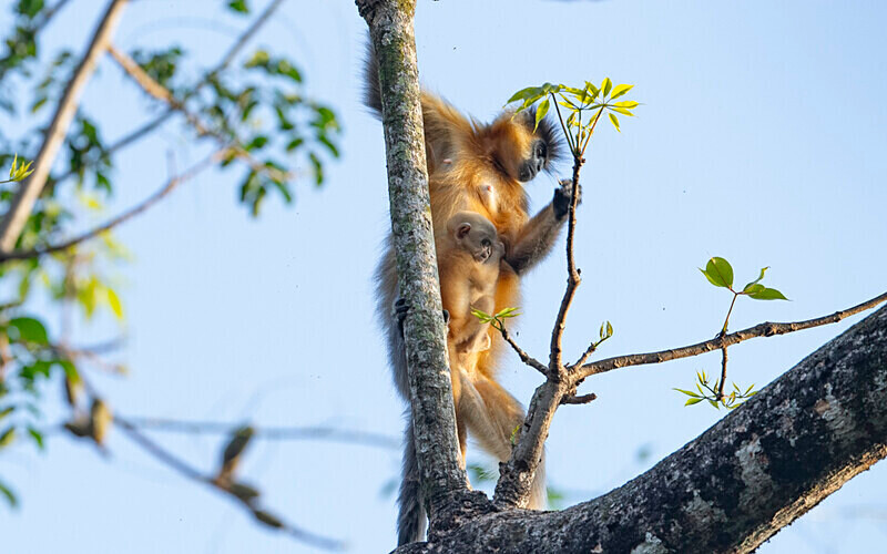 Capped Langur - Manas National Park North East India 2025