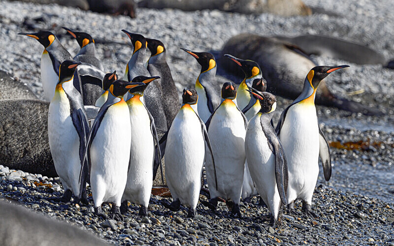  - Ushuaïa Malvinas South Georgia Antartica Peninsula