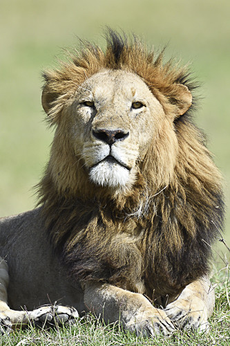  - Serengeti N.P. and N'Gorongoro Tanzania 2018