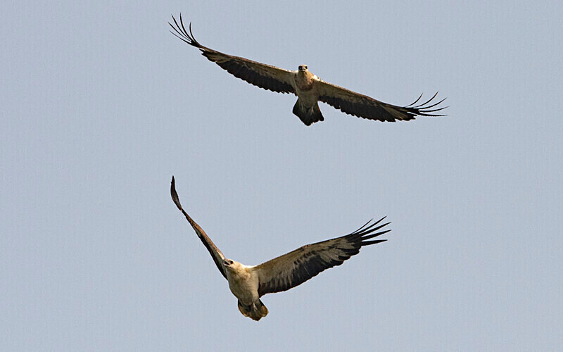 White-bellied Sea Eagle - Sundarban National Park North East India February 2025