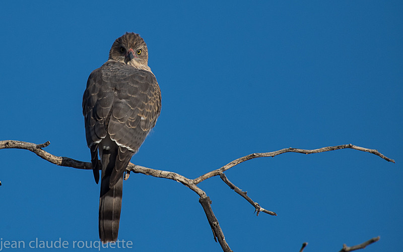 Rock Kestrel - Kgalagadi transfrontier park (2017)