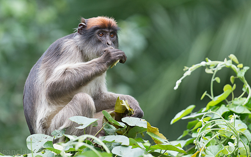 Bigodi swamp - Uganda 2016