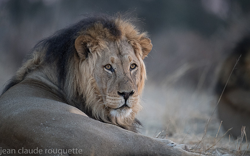 Black-maned Kalahari Lion - Kgalagadi transfrontier park (2017)