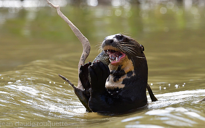  - Pantanal 2018 Porto Jofré