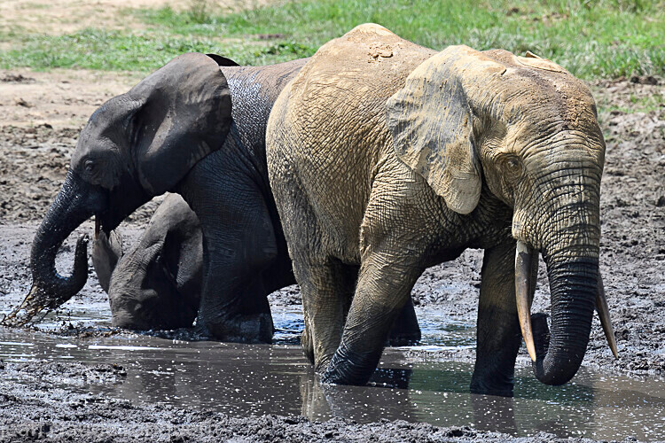  - Dzanga Sangha National Park (République Centrafricaine) 2019