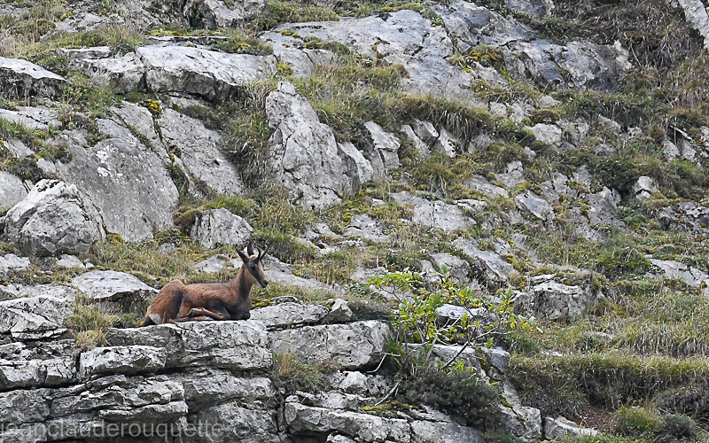 Isard Cantabrique - Cordillera Cantabrica 2021