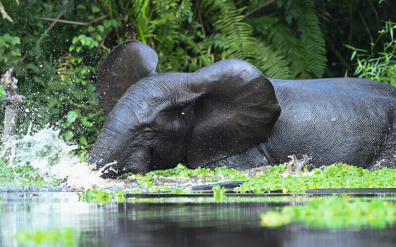  - Ivindo national park (Gabon 2024)