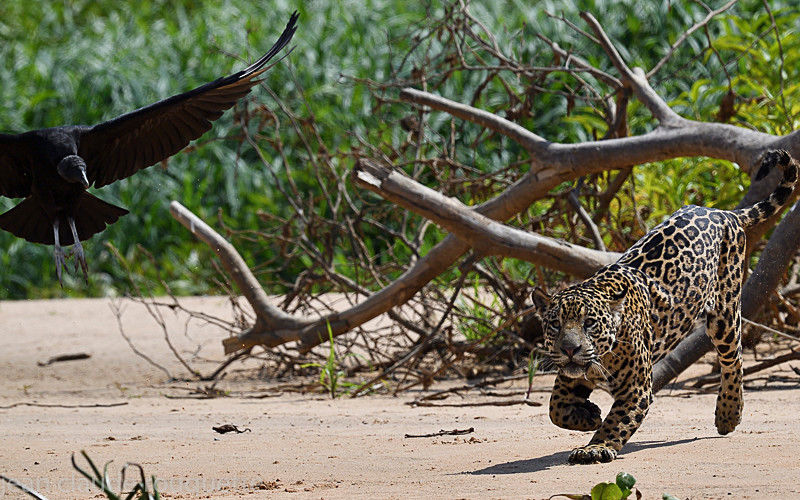  - Pantanal 2018 Porto Jofré