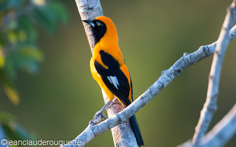 Orange backed troupial - Pantanal Brazil 2015