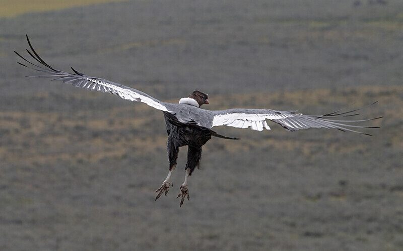 Andean Condor - Patagonie Chilienne: Magellan Channel and Torres del Paine N.P.