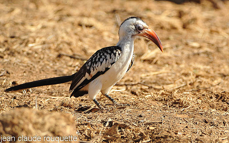 Red- billed  Hornbill - Samburu national park (Kenya 2009)