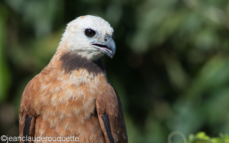 Black-collared hawk - Pantanal Brazil 2015