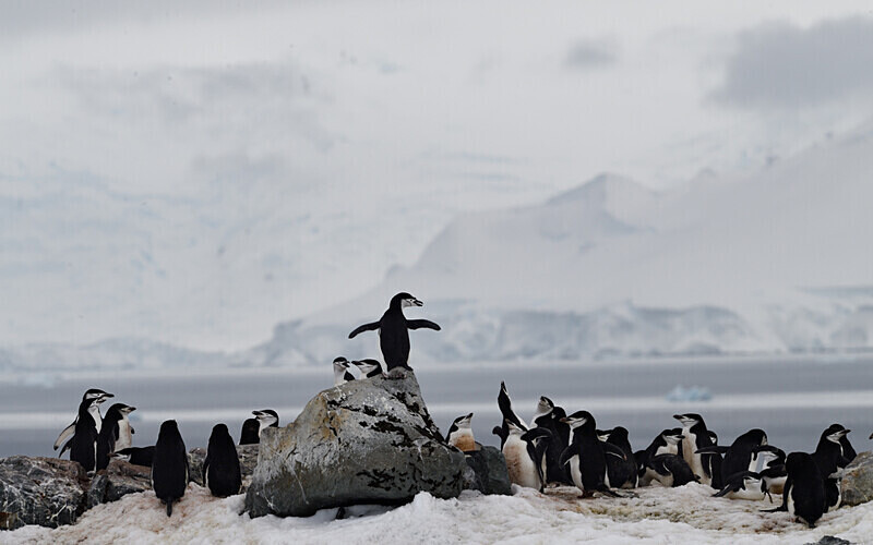  - Ushuaïa Malvinas South Georgia Antartica Peninsula