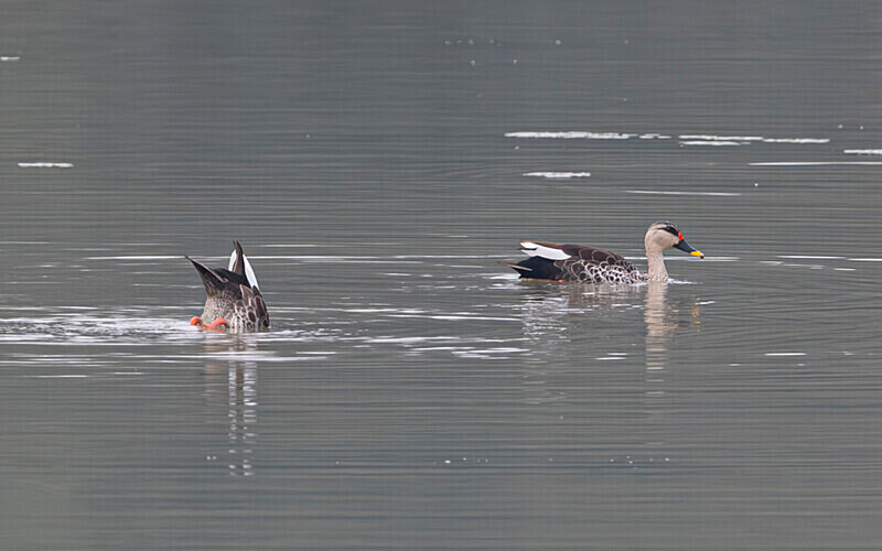 Indian Spot-billed Duck - Kaziranga National Park Noth East India 2025