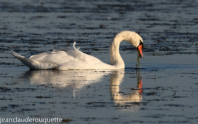 Cygne au coucher de soleil - Méditerranée/ Mediterranean