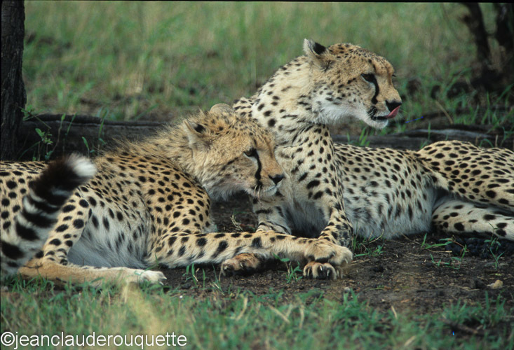 Mother and cub - Serengeti N.P. and N'gorongoro Tanzania 1998, 2005 and 2006