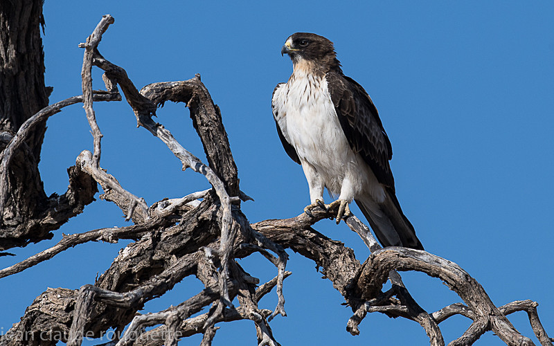 Booted Eagle - Kgalagadi transfrontier park (2017)