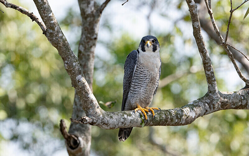 Peregrine Falcon - Sundarban National Park North East India February 2025