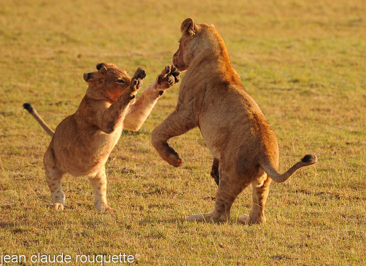 Cubs are playing. - Masai mara 2009 oloololo gate (Kenya 2009)