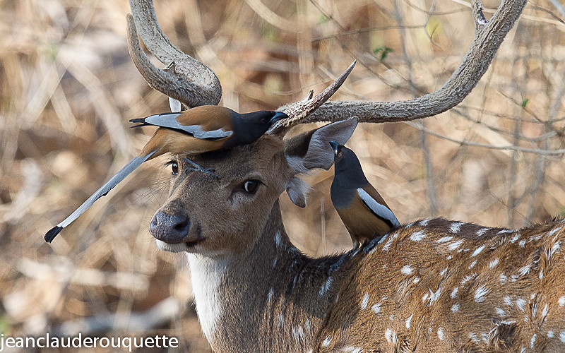  - Pench national park (India 2016)