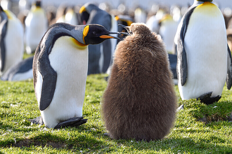  - Ushuaïa Malvinas South Georgia Antartica Peninsula
