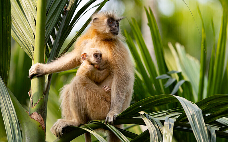 Golden Langur - Manas National Park North East India 2025