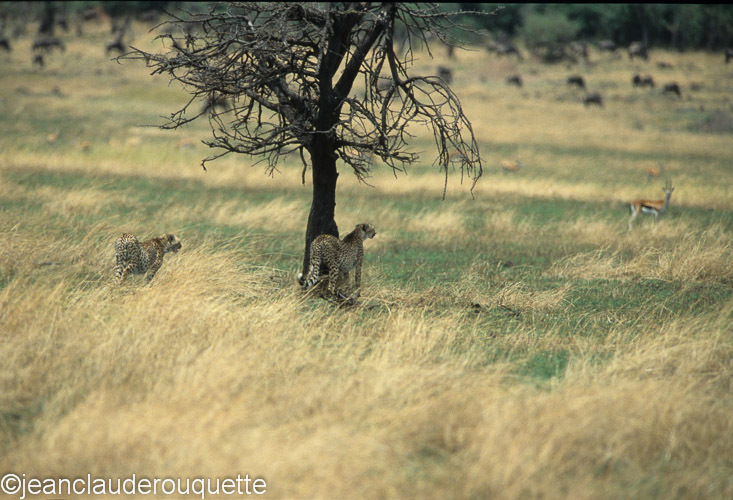 The Thomson's Gazelles are not so far - Serengeti N.P. and N'gorongoro Tanzania 1998, 2005 and 2006