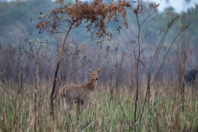 Swamp deer - Manas National Park North East India 2025