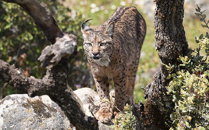  - Sierra de Andujar Andalucia (avril 2019)