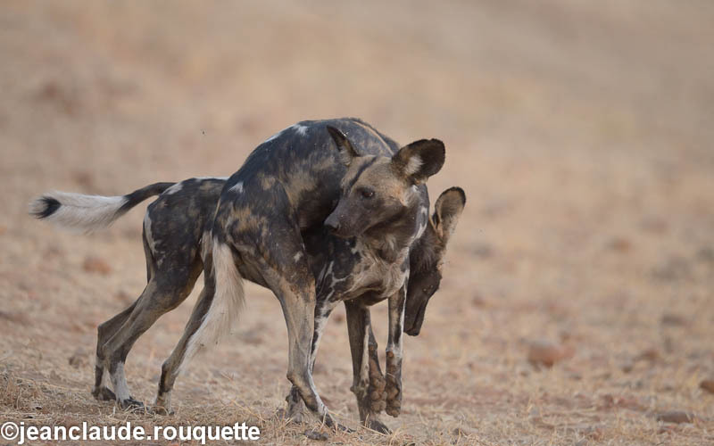 Wild dogs - South Luangwa 2014 (Zambia)