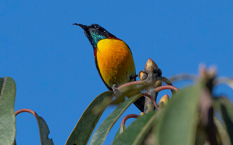 Green-tailed Sunbird - Singalila National Park February 2025 North East India