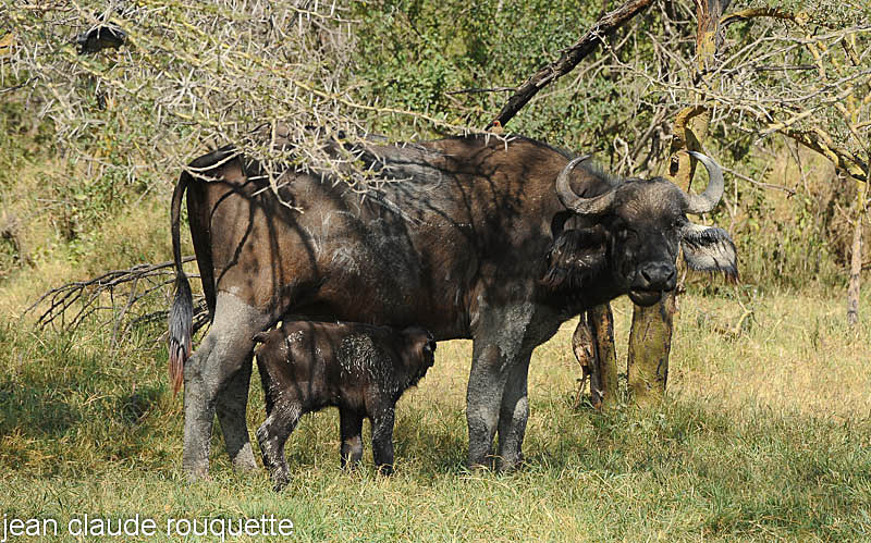Mother and calf buffaloes. - Lake nakuru national park ( Kenya 2009)