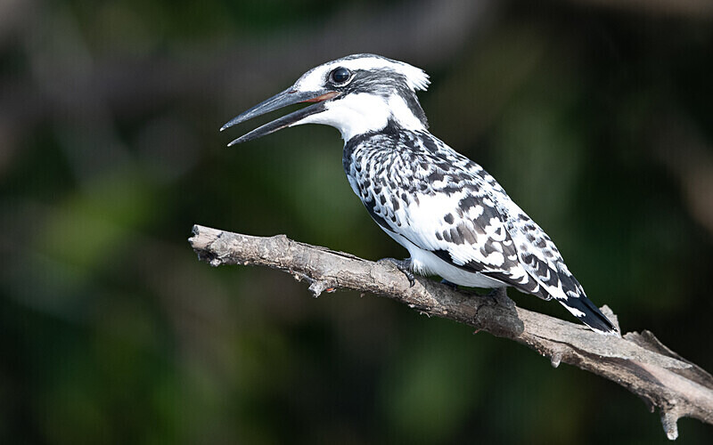 Pied kingfisher - Loango national park (Gabon 2024)