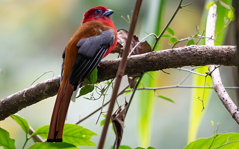 Red Headed Trogon male - Latpanchar