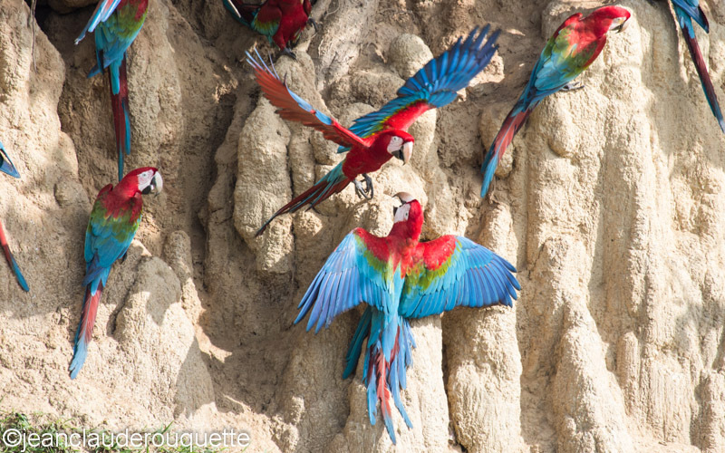 Red and Green and Scarlet Macaws - Manu national park (Peru 2015)