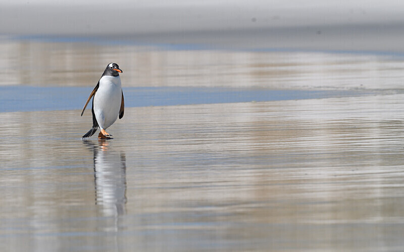  - Ushuaïa Malvinas South Georgia Antartica Peninsula