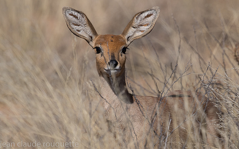 Steenbok - Kgalagadi transfrontier park (2017)