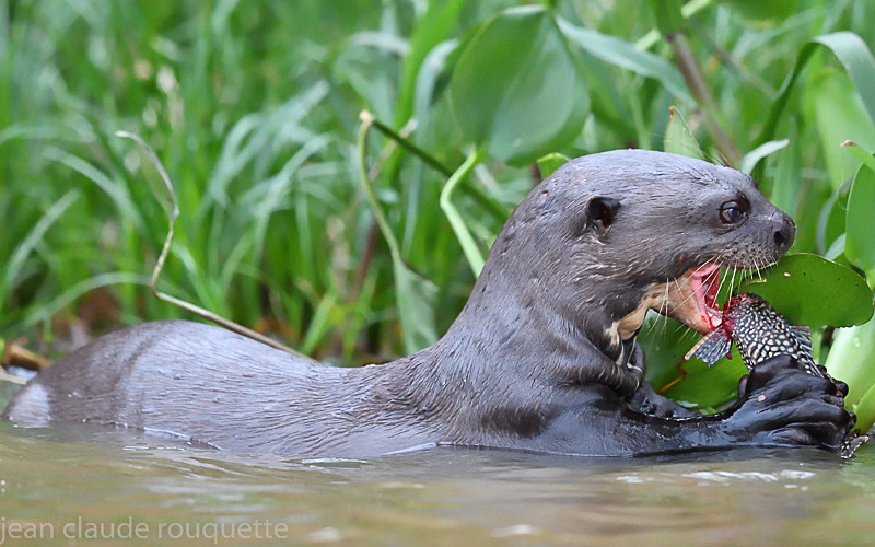  - Pantanal 2018 Porto Jofré