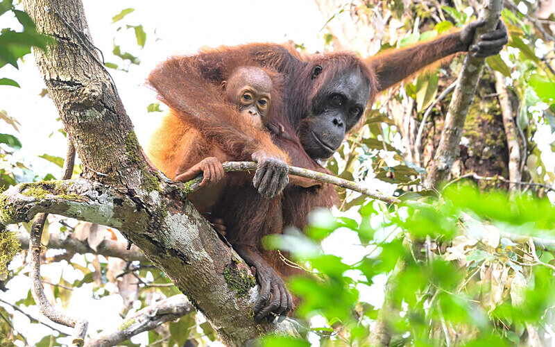 Mother and baby - Sarawak (avril 2024) Borneo Malaisie