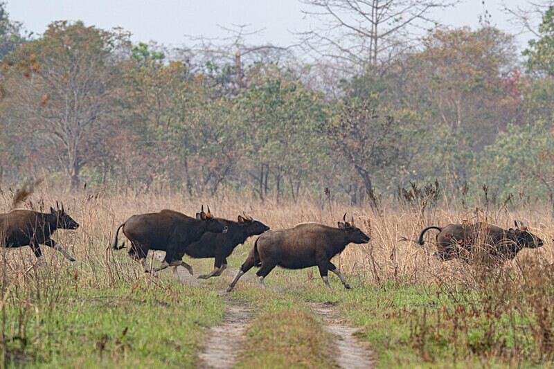 Gaurs - Manas National Park North East India 2025